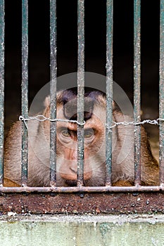 A Macaque Monkey Looks Out From Bars