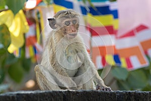 Macaque monkey Macaca sinica sitting