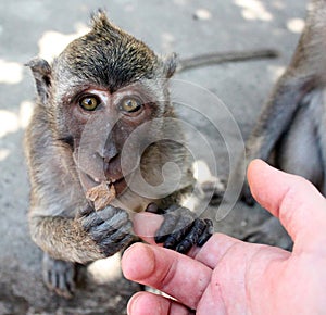Macaque monkey photo