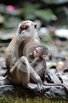 Macaque monkey nursing young