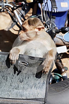 Macaque Monkey opening Motorcycle Saddlebag , Aihole Temples near Badami, Bagalkot, Karnataka, India photo