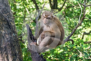 Macaque Monkey from Phuket in Thailand