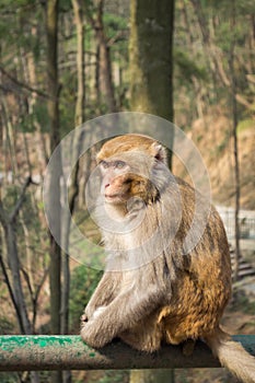 Macaque monkey portrait - lonely 2