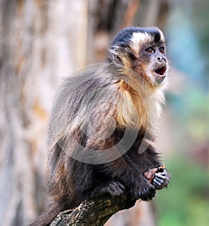 Macaque monkey scream