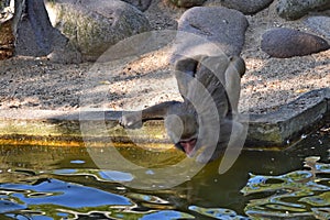 Macaque monkey on the shore of a pond looks into the water at its reflection