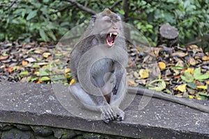 Macaque Monkey Shows Agression With Teeth