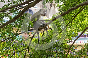 Macaque monkey sitting in the branches of a tree with a hedgehog