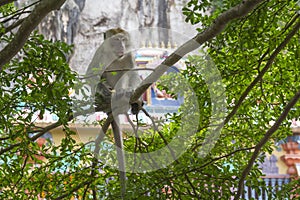 Macaque monkey sitting in the branches of a tree with a hedgehog
