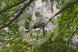Macaque monkey sitting in the branches of a tree with a hedgehog