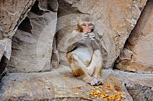 A Macaque monkey sitting at the Hanuman Temple near Jaipur, India.