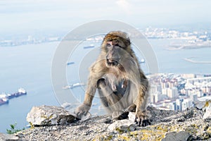 Barbary macaque monkey in Gibraltar photo