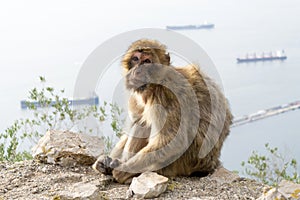 Barbary macaque monkey in Gibraltar photo