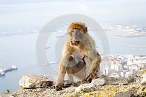 Barbary macaque monkey in Gibraltar photo