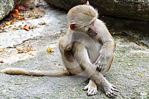 Macaque Monkey Sitting and Scratching Self on Rock