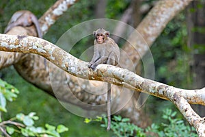 Macaque Monkey sitting on tree in Cambodia Jungle