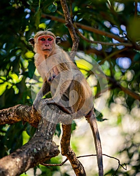 Macaque monkey sitting on a tree in Sri Lankan jungle