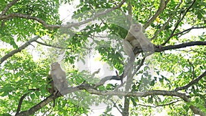 Macaque monkey on a tree.