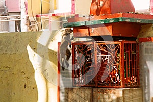 macaque monkey is trying to extract something