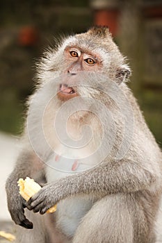 Macaque monkey in Ubud Bali