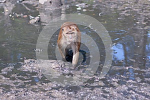 Macaque monkey walks through the water and mud towards the camera. Selective focus, blurred background. Front view. Horizontal
