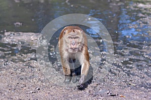 Macaque monkey walks through the water and mud towards the camera. Selective focus, blurred background. Front view. Horizontal