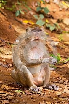 Macaque monkey in widelife