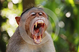 Macaque monkey widely open its mouth and showing sharp teeth