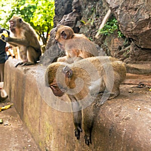 Macaque monkey in wildlife