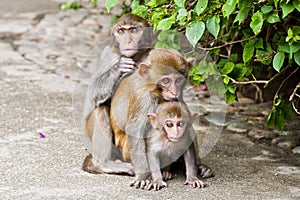 Macaque monkeys