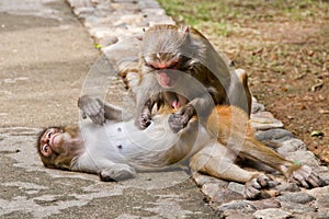 Macaque monkeys