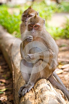 Macaque monkeys on the branch