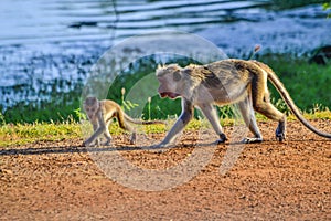 Macaque monkeys in Bundala, Sri Lanka