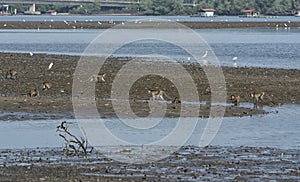 the macaque monkeys catching Sand bubbler crabs by mangrove beach.