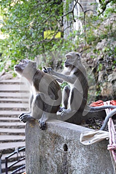 Macaque Monkeys grooming at Batu Caves, Kuala Lumpur