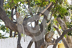 Macaque monkeys with long tale on tree