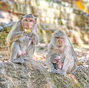 Macaque monkeys, Macaca fascicularis fascicularis, mums and baby at Angkor, Siem Reap, Cambodia