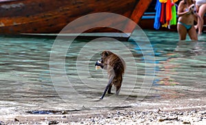 Macaque monkeys at Monkey beach in Phi Phi Islands, Thailand