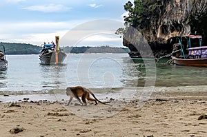 Macaque monkeys at Monkey beach in Phi Phi Islands, Thailand