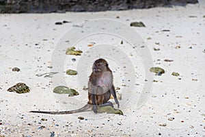 Macaque monkeys at Monkey beach in Phi Phi Islands, Thailand
