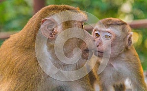 The Macaque Monkeys of Monkey Hill, Phuket