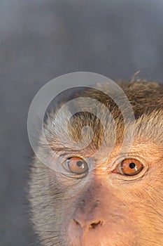 The Macaque Monkeys of Monkey Hill, Phuket