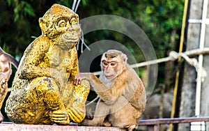 The Macaque Monkeys of Monkey Hill, Phuket