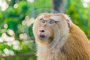 The Macaque Monkeys of Monkey Hill, Phuket