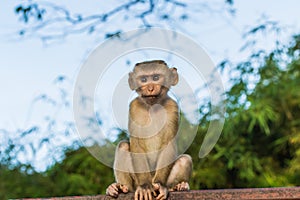 The Macaque Monkeys of Monkey Hill, Phuket