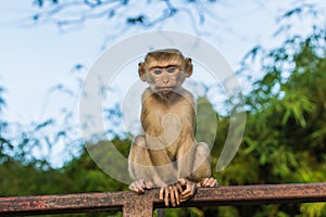 The Macaque Monkeys of Monkey Hill, Phuket