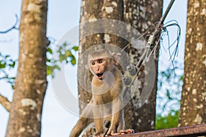The Macaque Monkeys of Monkey Hill, Phuket
