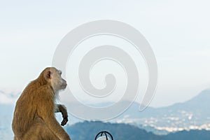 The Macaque Monkeys of Monkey Hill, Phuket