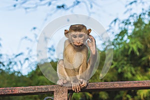 The Macaque Monkeys of Monkey Hill, Phuket