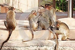 Macaque Monkeys, Pattadakal Temples, Bagalkot, Karnataka, India photo