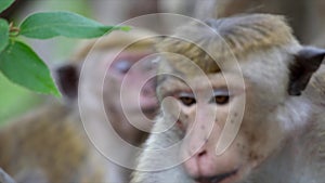 Macaque monkeys rests on a small tree